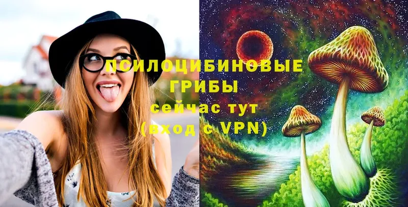 Галлюциногенные грибы Psilocybe  Северодвинск 